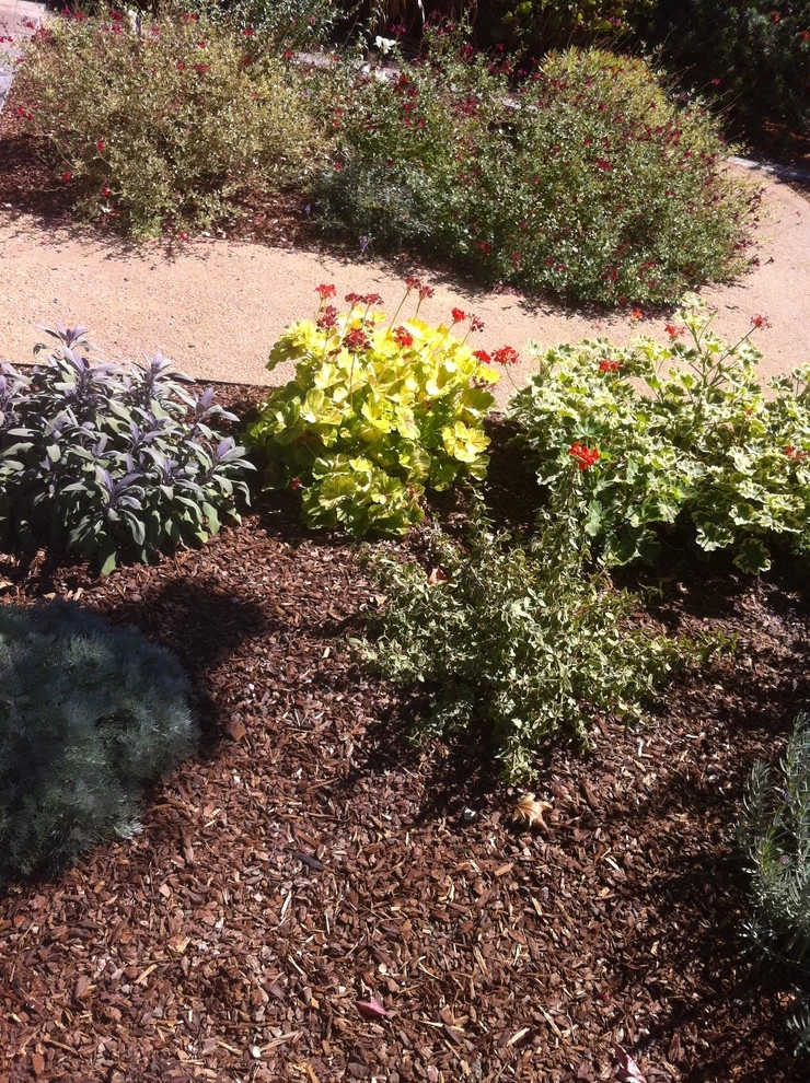 Formal Garden with low water plants by Hortus Design Sustainable Landscapes - Photo 36