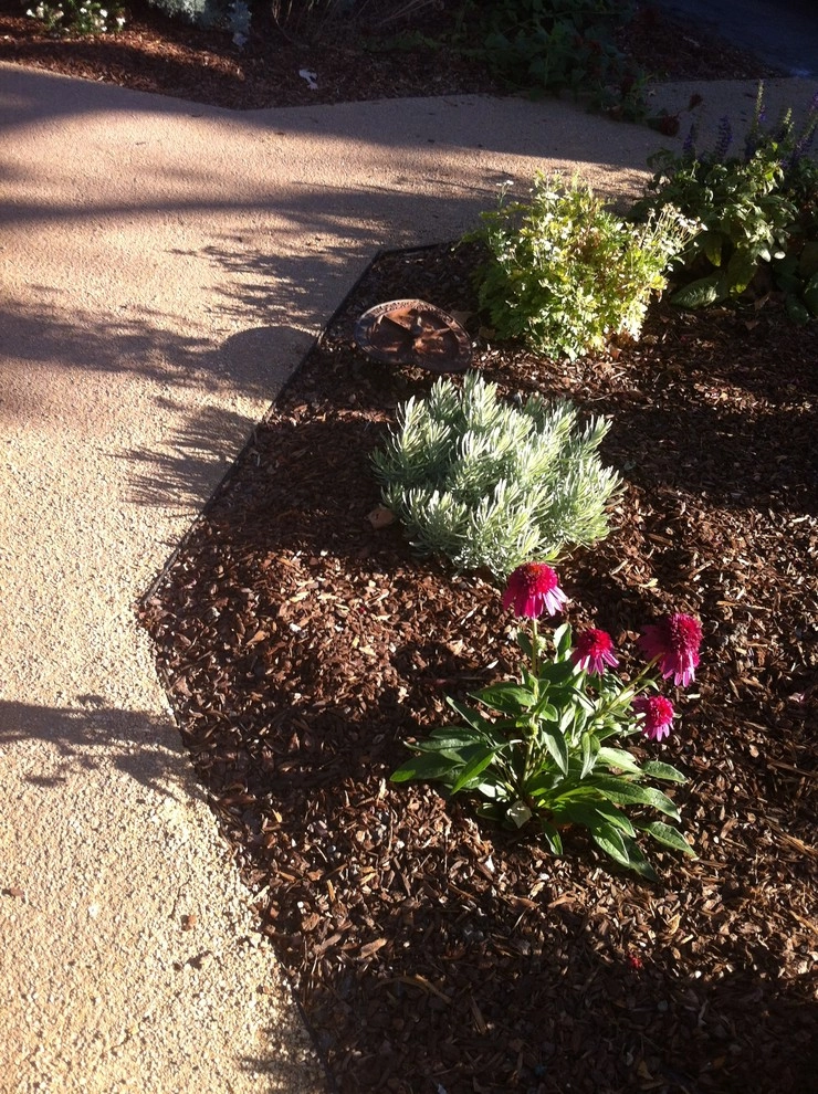 Formal Garden with low water plants by Hortus Design Sustainable Landscapes - Photo 5