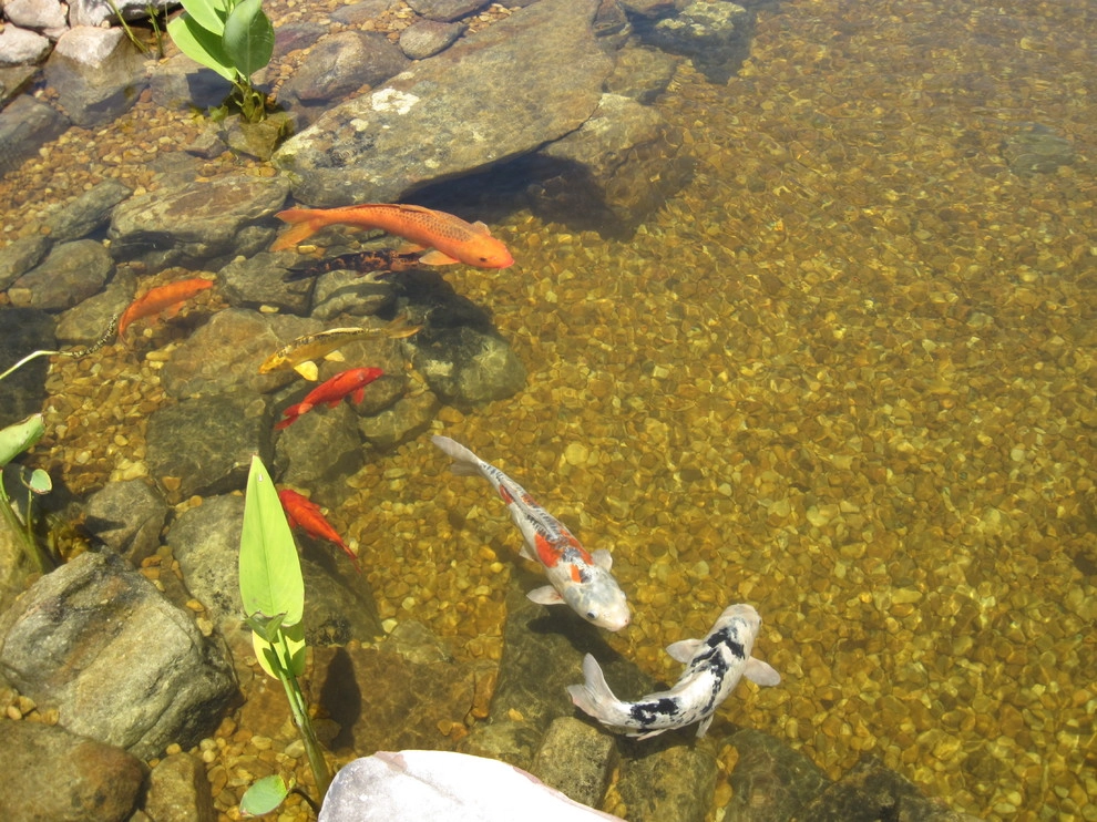IDigPonds.com & Desired Landscapes LLC - Photo 10