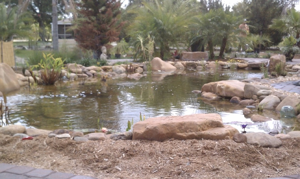 Large Koi Pond with TN River Rounds by IDigPonds.com & Desired Landscapes LLC - Photo 2