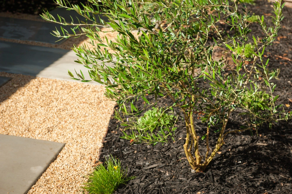 Cooper Modern Backyard by Joe's Landscaping & Concrete, Inc. - Photo 4