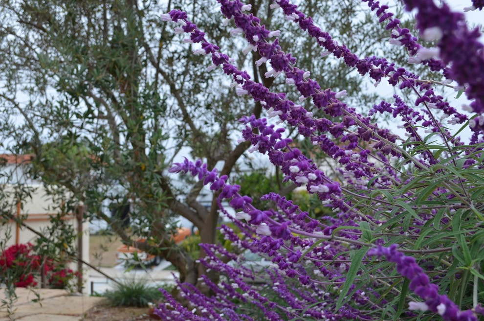 Point Loma Spanish by Juniper Landscape Company - Photo 3