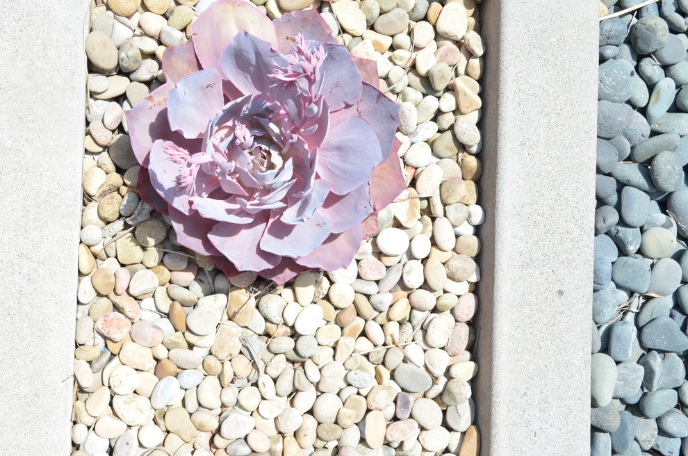 Pacific Beach Modern by Juniper Landscape Company - Photo 2