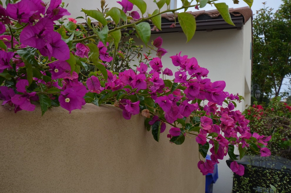 Point Loma by Juniper Landscape Company - Photo 6