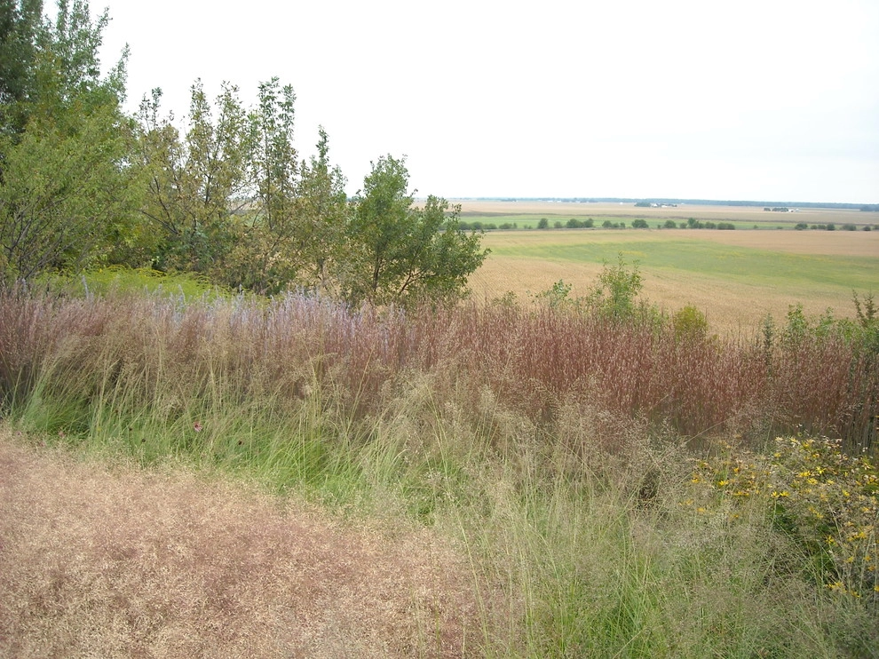 Nebraska Natives Planned Prairie by Kinghorn Gardens - Photo 6