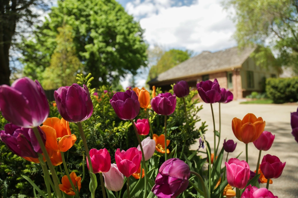 Brushstrokes of Spring Bulbs by Kinghorn Gardens - Photo 6