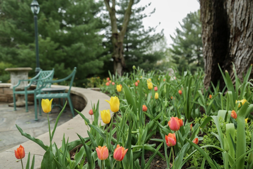 Brushstrokes of Spring Bulbs by Kinghorn Gardens - Photo 4