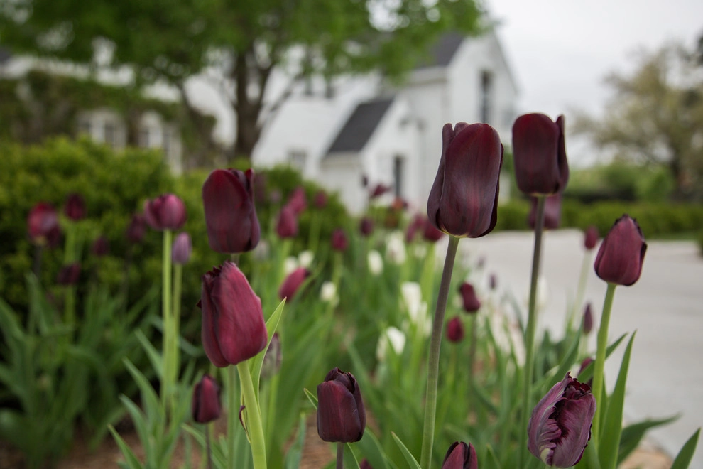 Brushstrokes of Spring Bulbs by Kinghorn Gardens - Photo 10