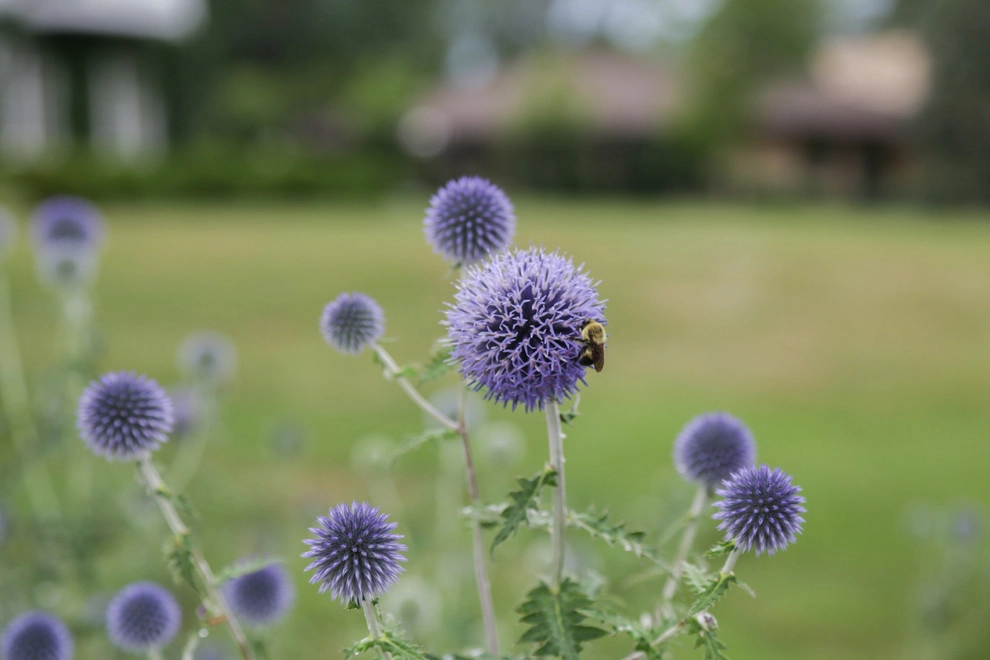 Scotland Inspired Garden by Kinghorn Gardens - Photo 21