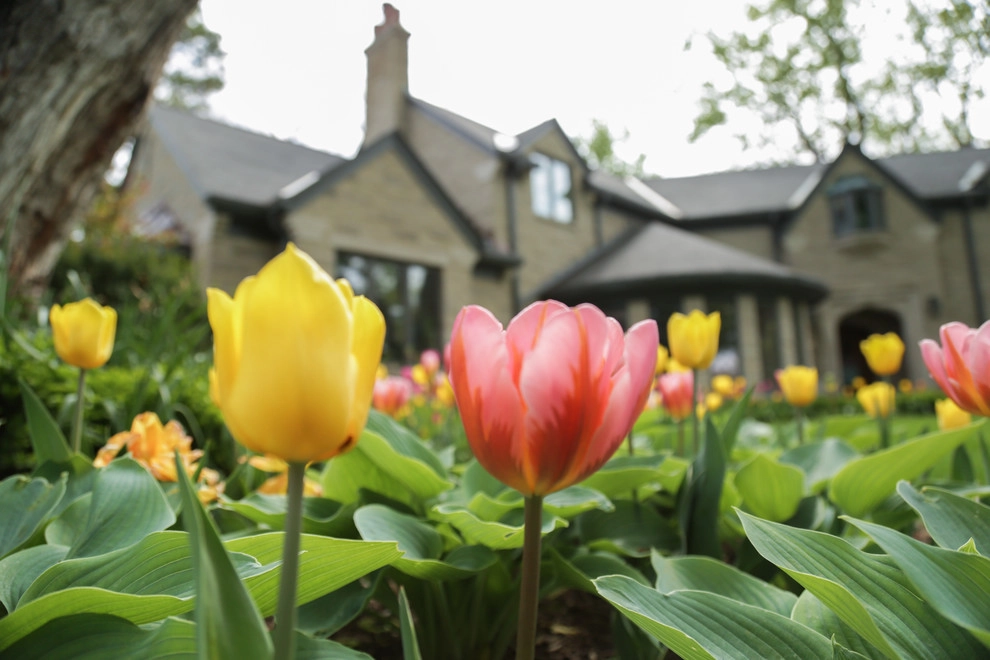 Brushstrokes of Spring Bulbs by Kinghorn Gardens - Photo 23