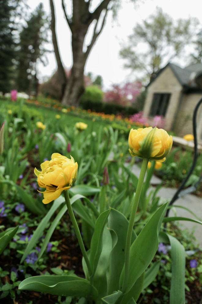 Kinghorn Gardens - Photo 3