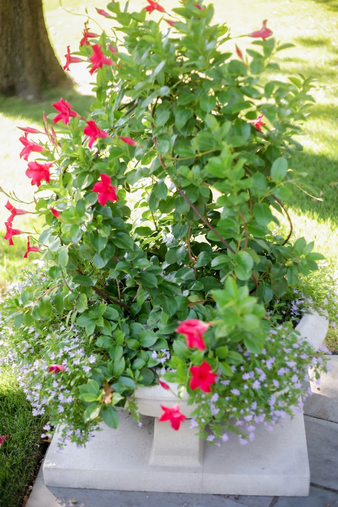 Container Ideas by Kinghorn Gardens - Photo 17