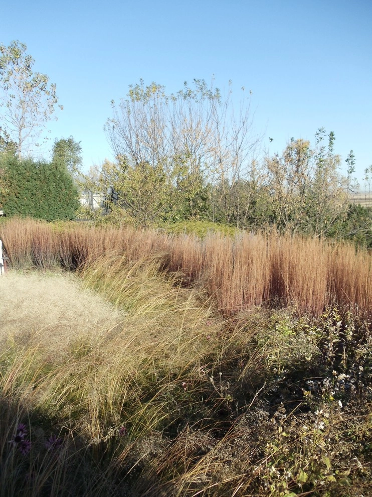 Nebraska Natives Planned Prairie by Kinghorn Gardens - Photo 7