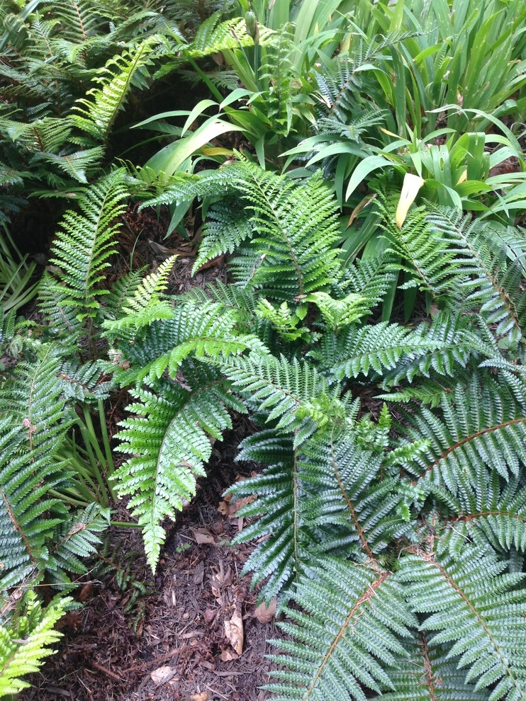 Textural Woodland Glade by Landscape Design Associates - Photo 2