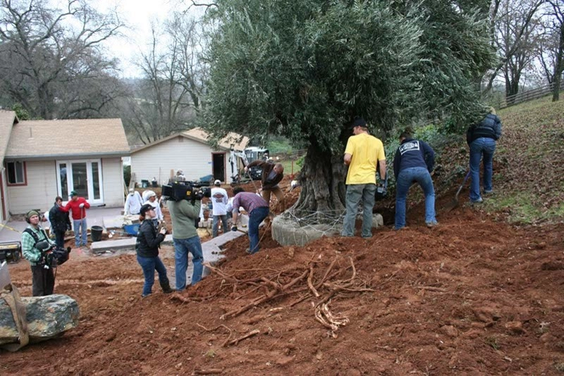 DIY Yard Crashers-Hillside Terrace by Bushnell Gardens & Landscape - Photo 11