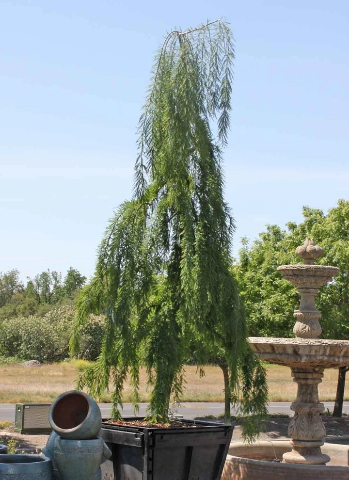 Specimen Plants by Bushnell Gardens & Landscape - Photo 4