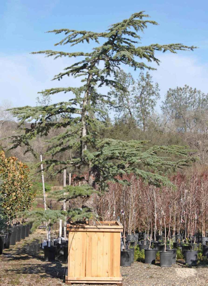 Specimen Plants by Bushnell Gardens & Landscape - Photo 7