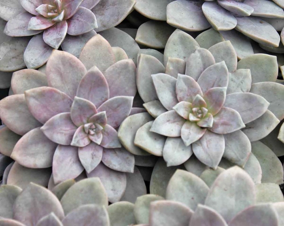 Succulents & Cactus by Bushnell Gardens & Landscape - Photo 2