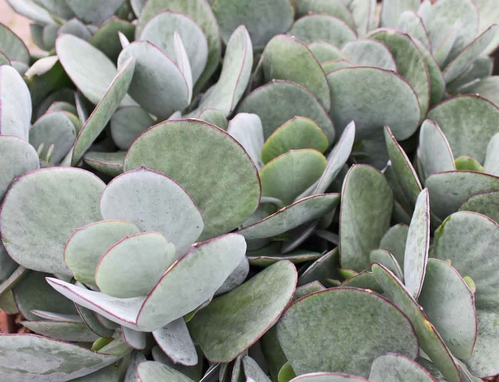 Succulents & Cactus by Bushnell Gardens & Landscape - Photo 6
