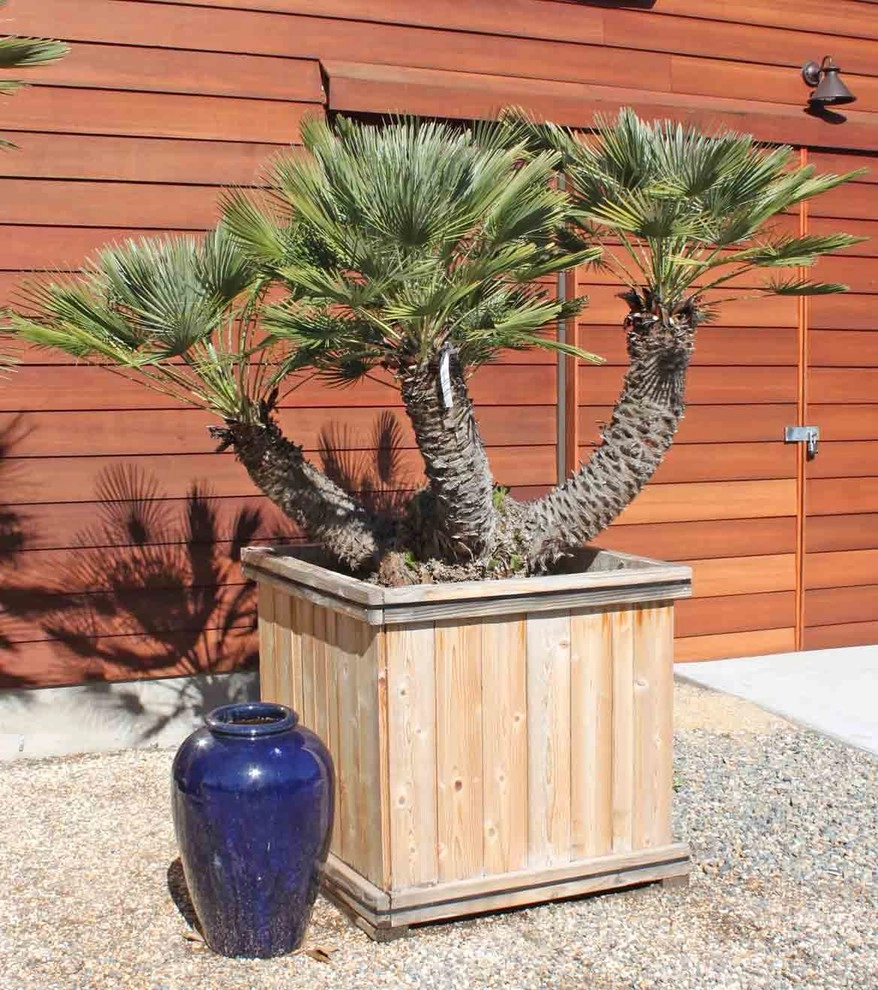 Specimen Plants by Bushnell Gardens & Landscape - Photo 2