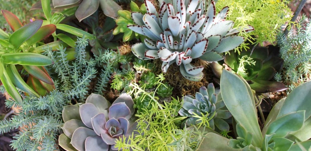 Succulents & Cactus by Bushnell Gardens & Landscape - Photo 4