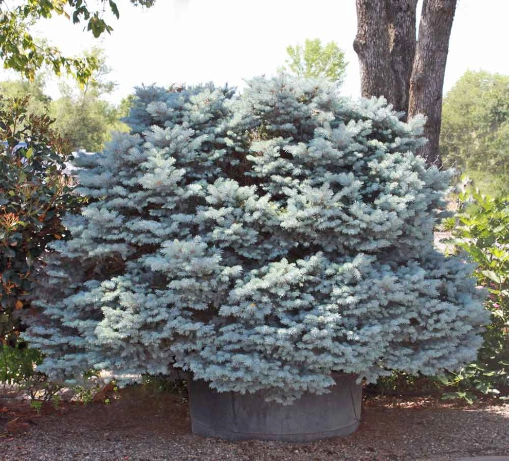 Specimen Plants by Bushnell Gardens & Landscape - Photo 9