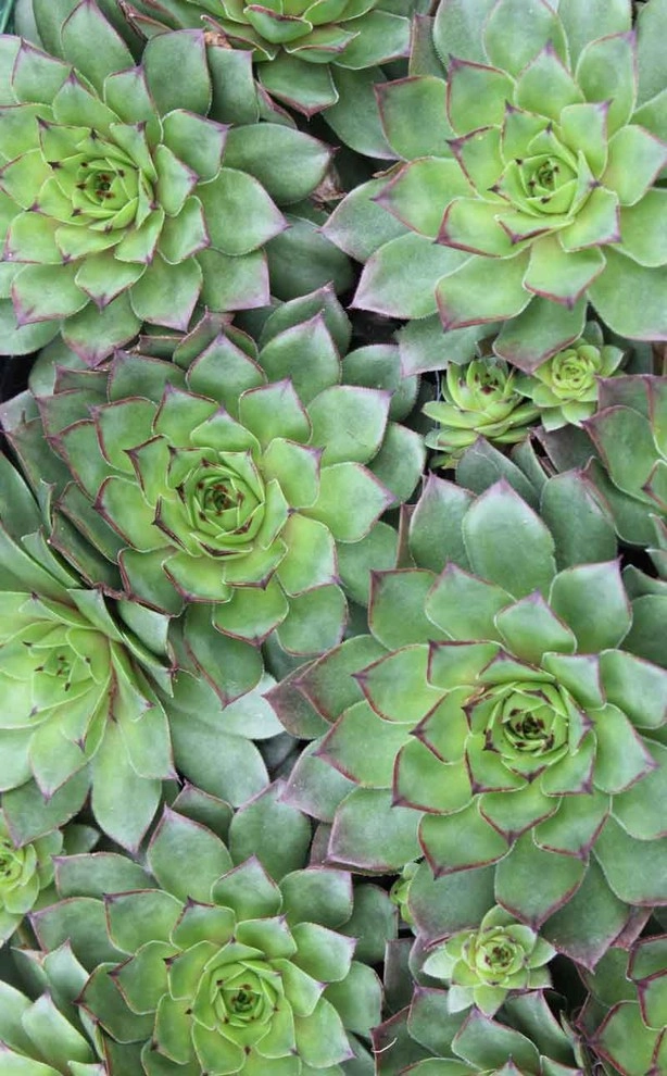Succulents & Cactus by Bushnell Gardens & Landscape - Photo 3