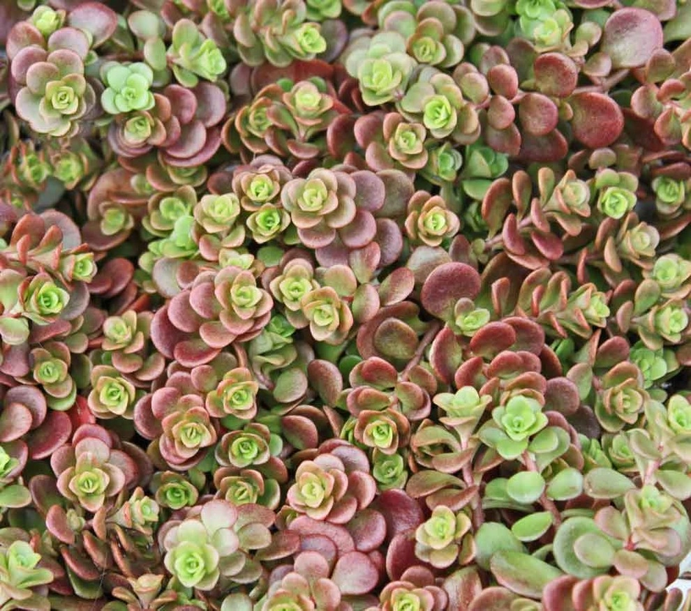 Succulents & Cactus by Bushnell Gardens & Landscape - Photo 5