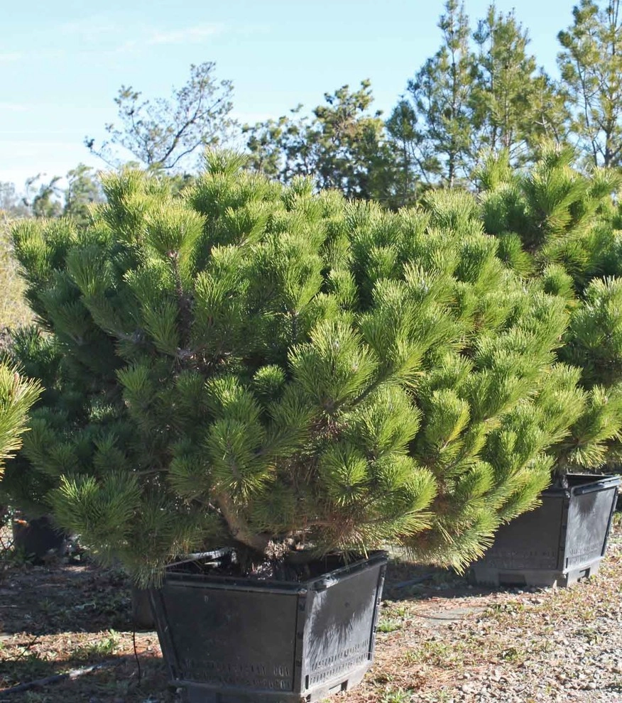 Specimen Plants by Bushnell Gardens & Landscape - Photo 5