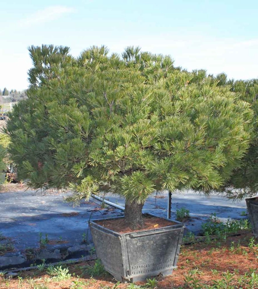 Specimen Plants by Bushnell Gardens & Landscape - Photo 8