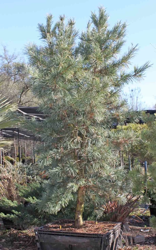 Specimen Plants by Bushnell Gardens & Landscape - Photo 3