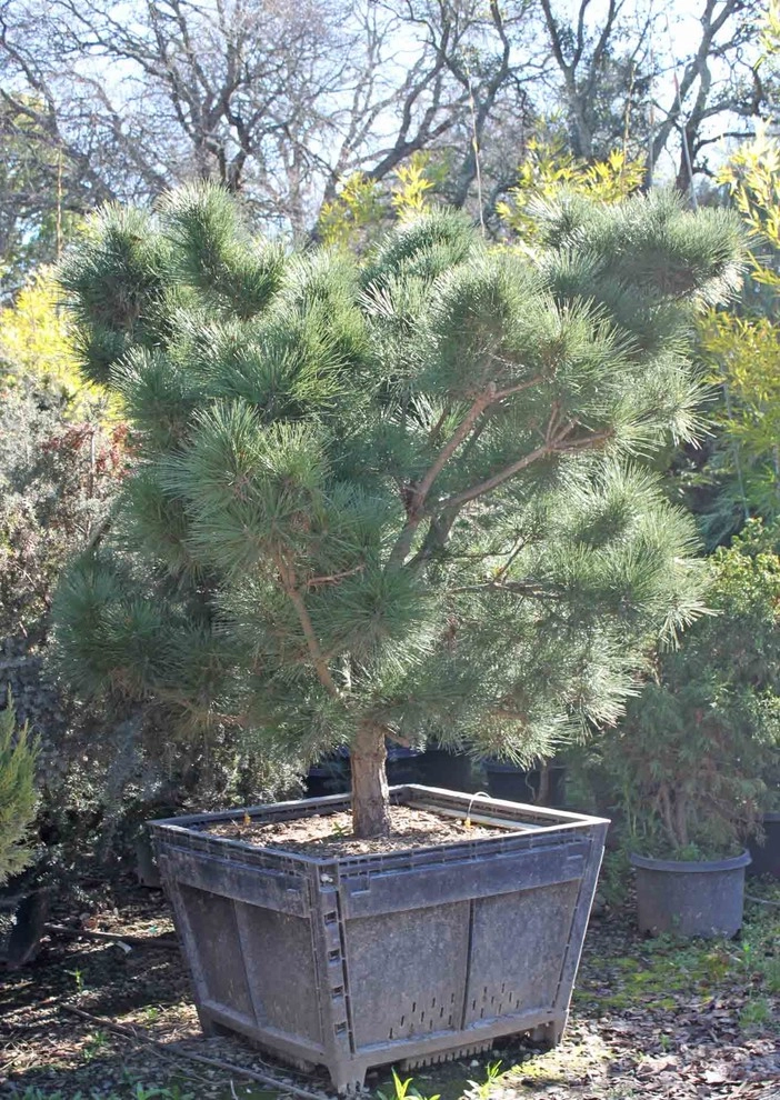 Specimen Plants by Bushnell Gardens & Landscape - Photo 6