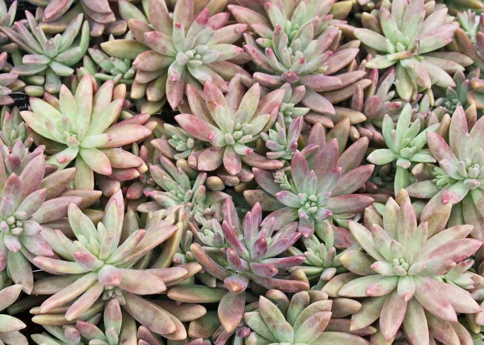 Succulents & Cactus by Bushnell Gardens & Landscape - Photo 8