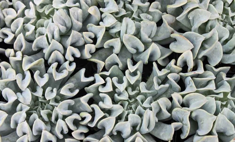 Succulents & Cactus by Bushnell Gardens & Landscape - Photo 9