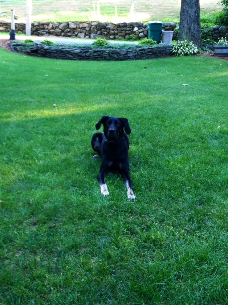 Pet-Friendly Yards by Lawn Dawg - Photo 3