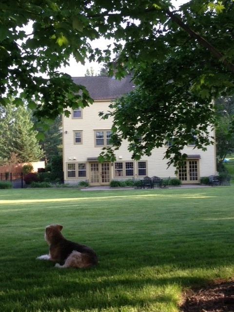 Lawn Dawg - Photo 8