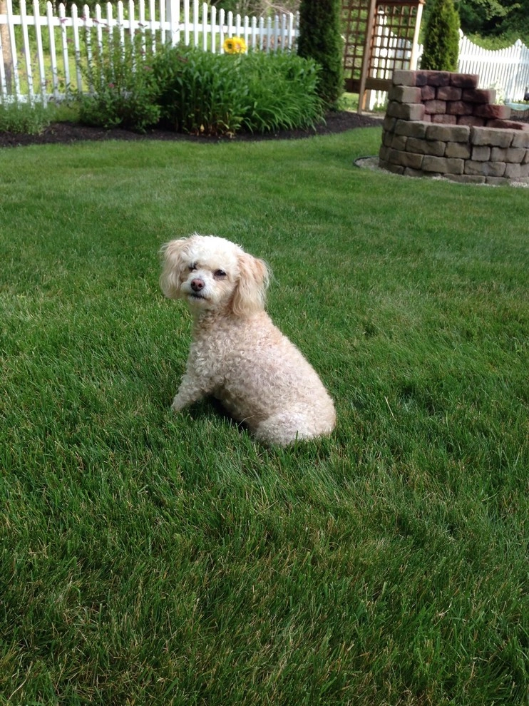 Pet-Friendly Yards by Lawn Dawg - Photo 12