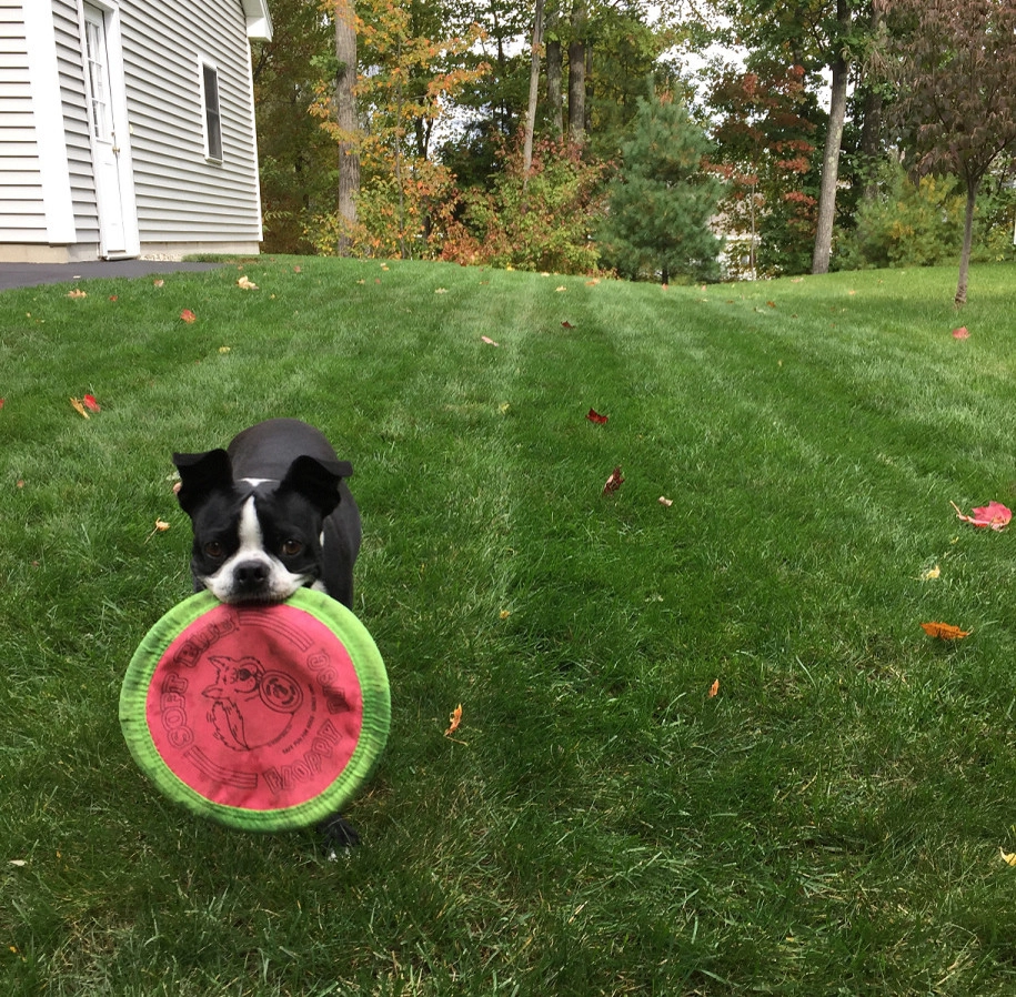 Pet-Friendly Yards by Lawn Dawg - Photo 14