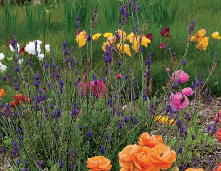 Encinitas Ranch Landscape Design - San Diego Landscape Designer by C & H Gardens Artistic Landscape & Tree Service - Photo 8