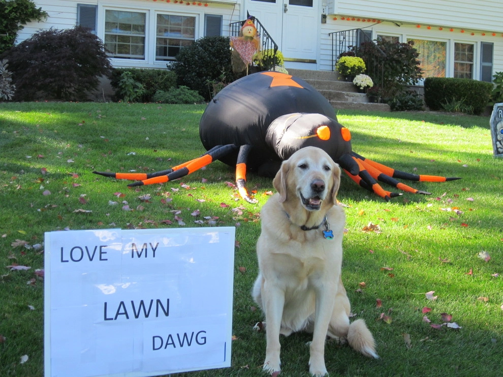 Pet-Friendly Yards by Lawn Dawg - Photo 15