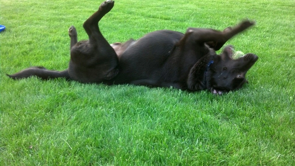 Pet-Friendly Yards by Lawn Dawg - Photo 9
