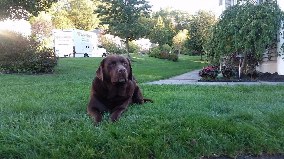Pet-Friendly Yards by Lawn Dawg - Photo 11