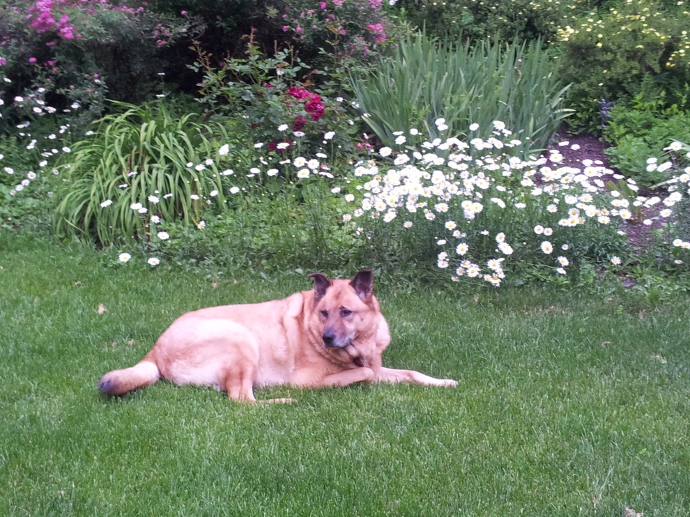 Pet-Friendly Yards by Lawn Dawg - Photo 5
