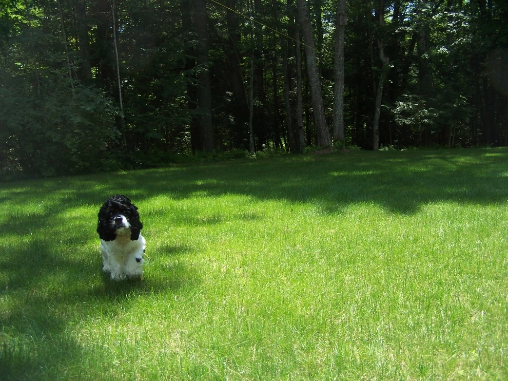 Pet-Friendly Yards by Lawn Dawg - Photo 13