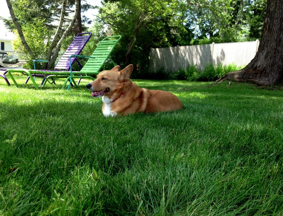 Pet-Friendly Yards by Lawn Dawg - Photo 6