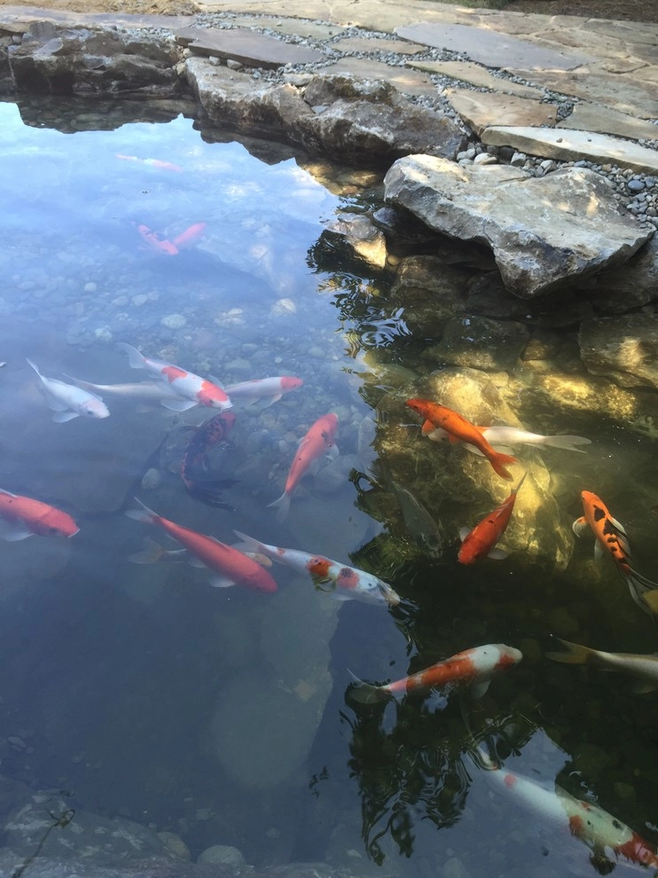 Large Pond Rebuild with Wetlands & Waterfall by Landvista Aquascapes - Photo 6
