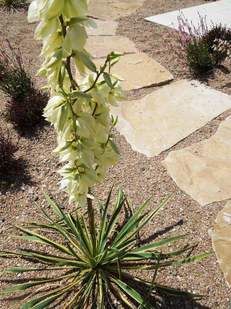 Backyard Beach by Lanoha Nurseries - Photo 13