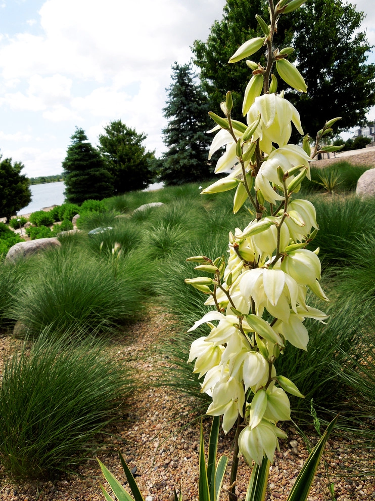 Backyard Beach by Lanoha Nurseries - Photo 3