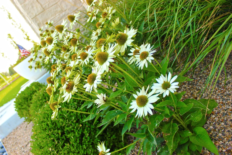 Creative Entry by Lanoha Nurseries - Photo 5