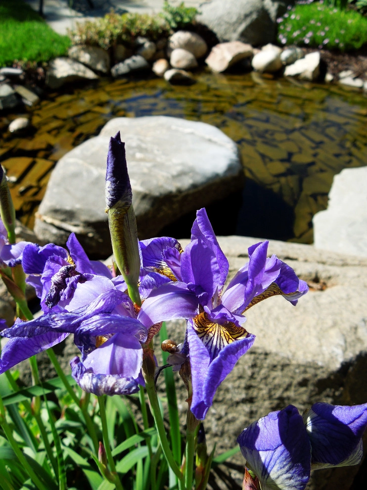 Beautiful landscape with Waterscape by Lanoha Nurseries - Photo 9